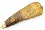 Bargain, Fossil Spinosaurus Tooth - Composite Tip #250964-1